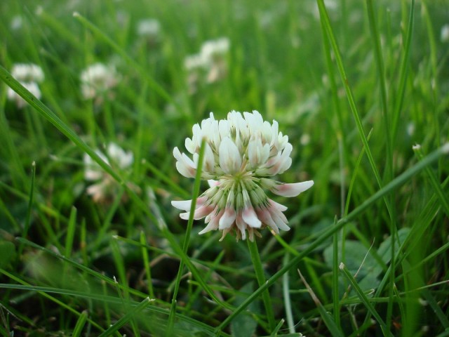 白花三葉草(菽草 White clover)