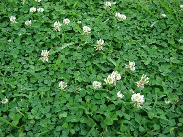 白花三葉草(菽草 White clover)