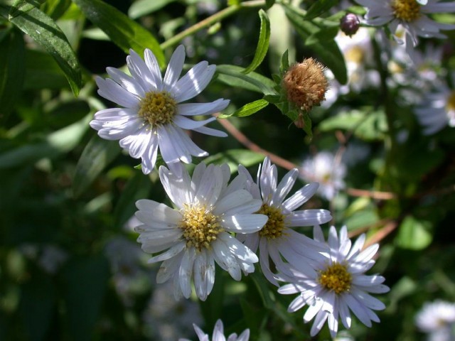 Aster_ageratoides_subsp_ovatus_nokongiku01.jpg