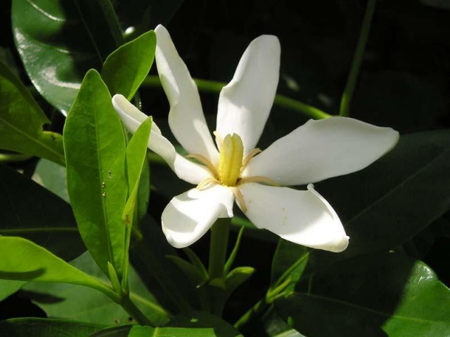 Gardenia_jasminoides1MTFL.jpg