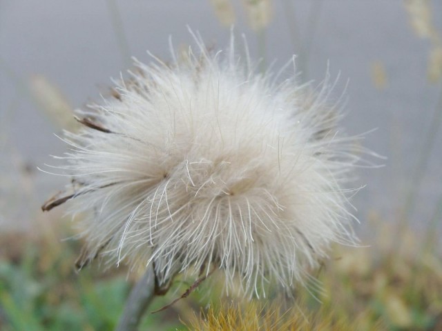 Asteraceae_Cirsium_aomori_hakkouda_03.jpg