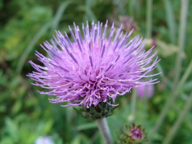 Asteraceae_Cirsium_aomori_hakkouda_02.jpg