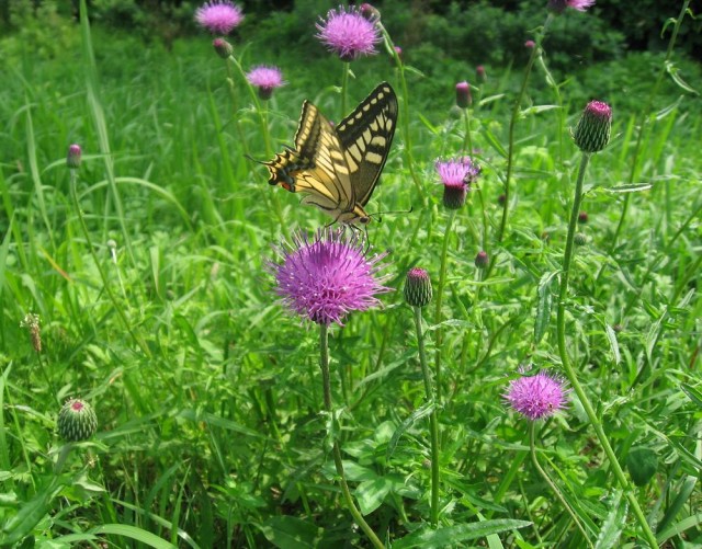 070706_Cirsium_japonicum.jpg