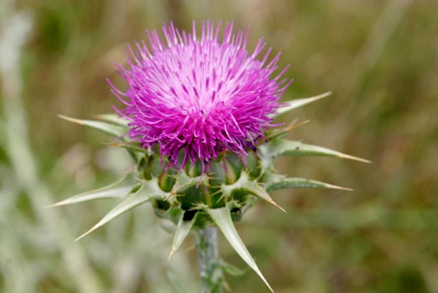 Milk_thistle.jpg