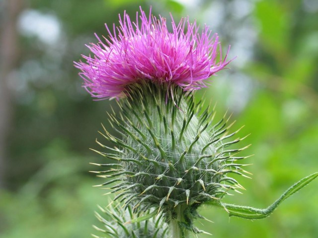 Thistle_20050725_001.jpg