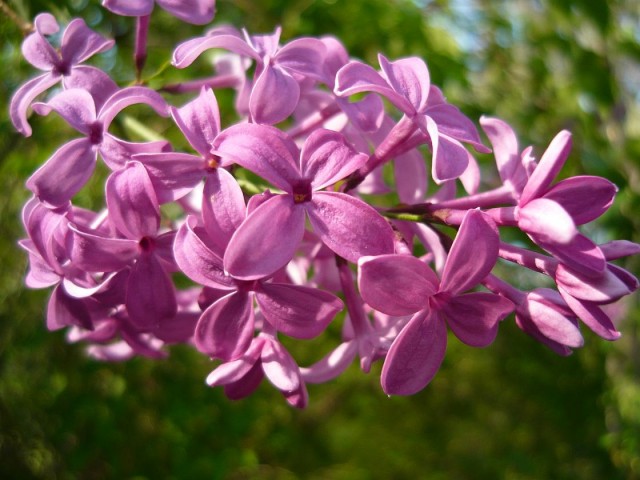 Syringa_x_chinensis3.jpg