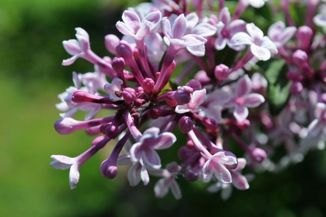 '_flowers_closeup_at_Hulda_Klager_Lilac_Gardens.jpg