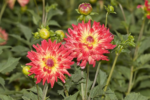 800px-Dahlia__Wildcat__7423.jpg