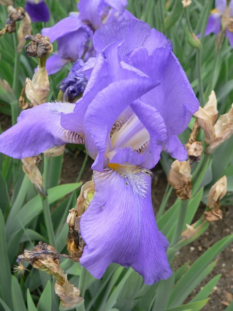 Iris_Admiral_2007-05-13_378.jpg