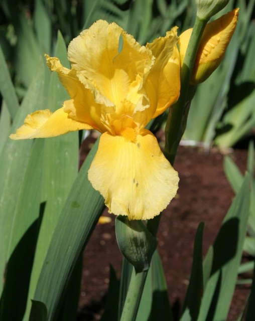 Iris_Berkeley_Gold.jpg