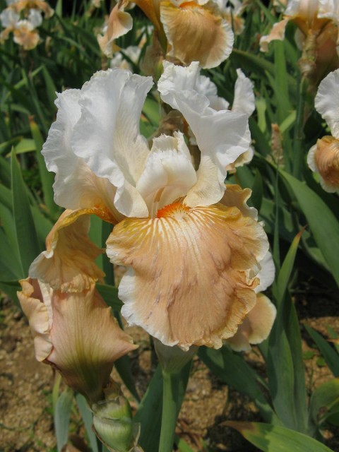 Iris_Coral_Beauty1.jpg