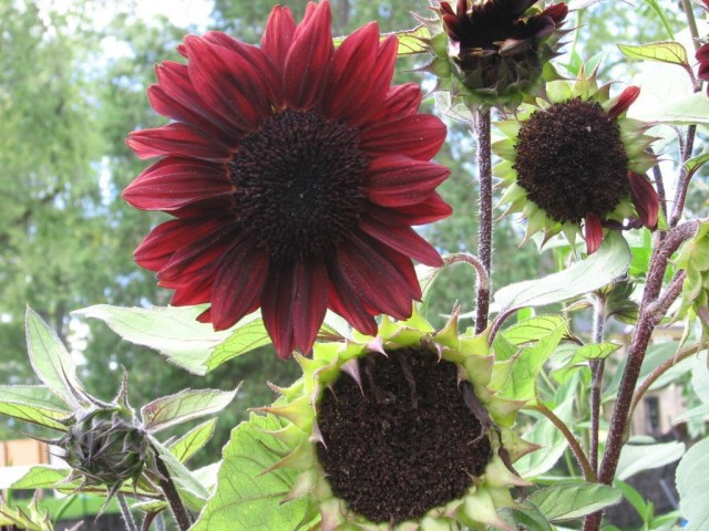 Helianthus_annuus_prado_red.jpg