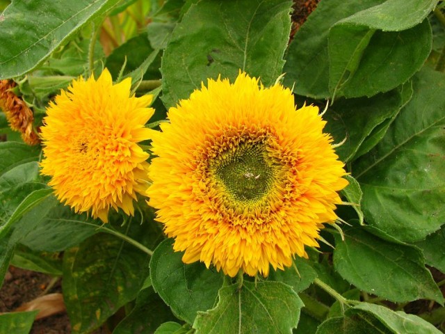 Helianthus_annuus_(cultivar)_02-Teddy Bear.jpg