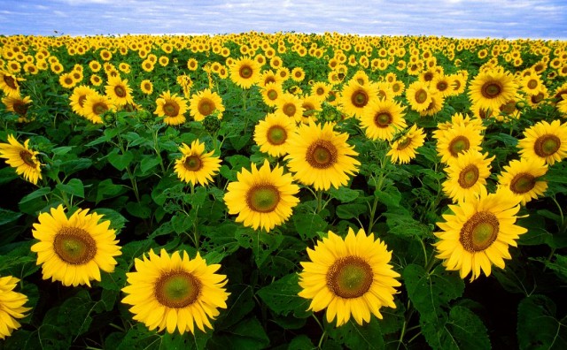 Sunflowers.jpg