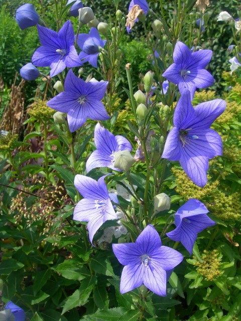 Platycodon_grandiflorum2.jpg